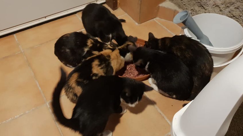 Dnešní odchyt 6 koťátek mezi obcemi Chodouny a Vědomice. Koť...