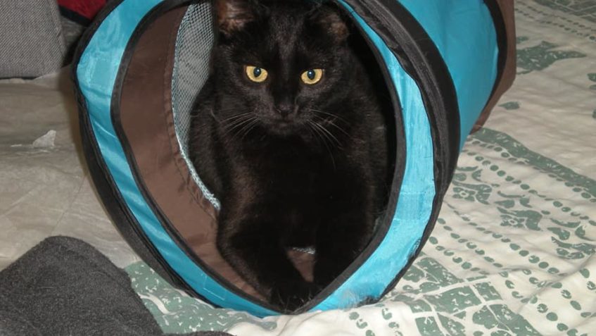 I EXTRÉMNĚ PLACHÉ KOČIČKY LZE VYMAZLIT. STOJÍ TO CHVÍLI CASU...