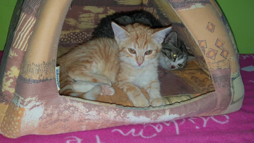 KOKOSEK A RÓZI (zrzavy holčička)