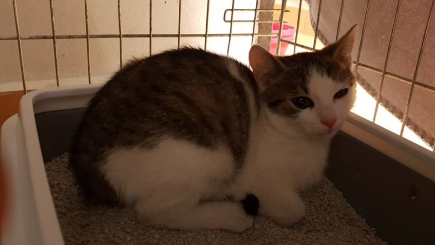 KOČIČKY Z HOTELU V ROUDNICI NAD LABEM UŽ MÁME VŠECHNY. 4 KOŤ...