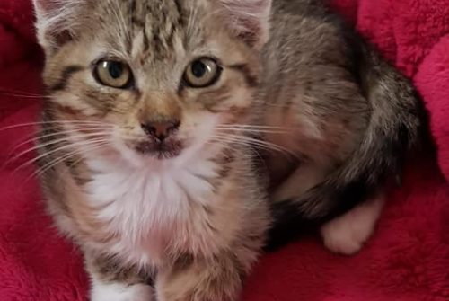 Kočičí domov Sluníčko- pomoc a azyl pro opuštěné kočičky