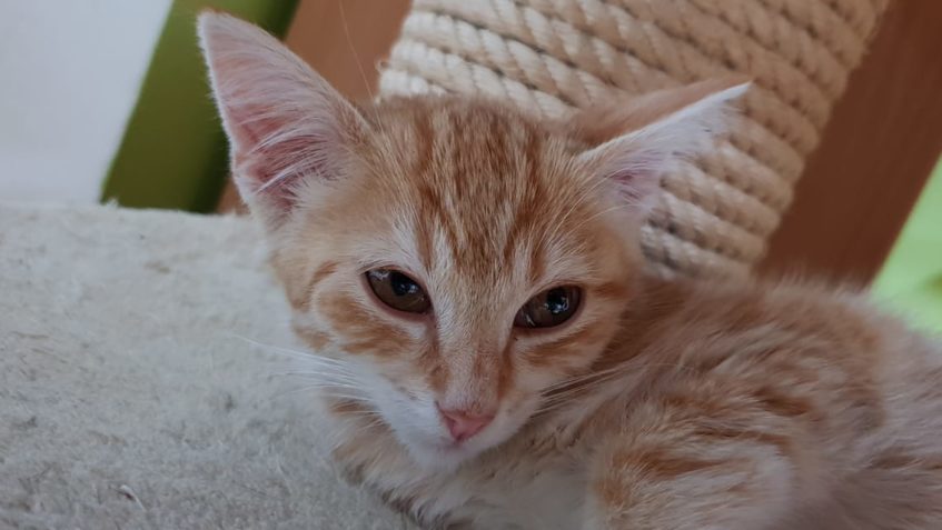 MALÁ.....  DOSTALA VČERA VEČER HOREČKU. BYLA IZOLOVANÁ DO KA...