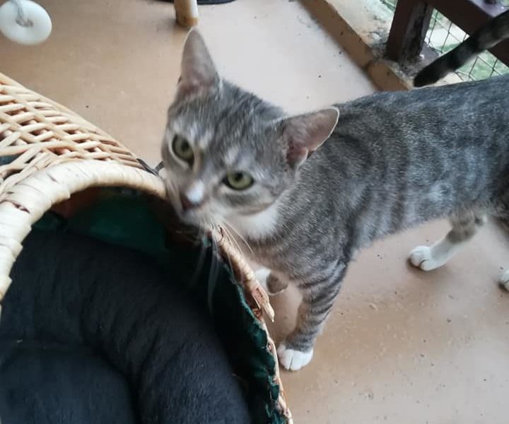 Poslední kočička Ťapinka, z přijatých 8 kočiček z Černoučka,...