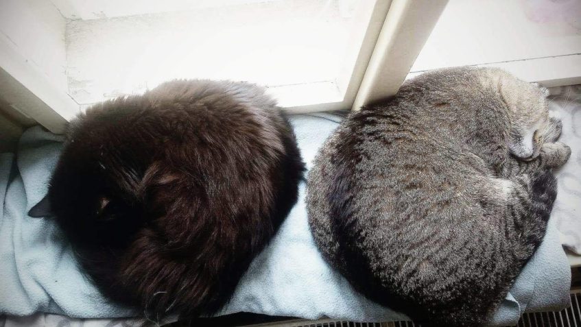 SIRIUS A BERTIČKA POZDRAVUJI SLUNÍČKA ☀️❤️