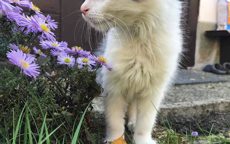 STRAKÁČEK Alias MATÝSEK SE VYDÁVÁ POD DOHLEDEM ZKOUMAT ZAHRÁ...