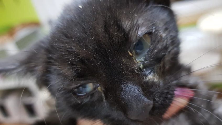 V Dobříni u pískovny se odchytilo další kotě. Je to s největ...