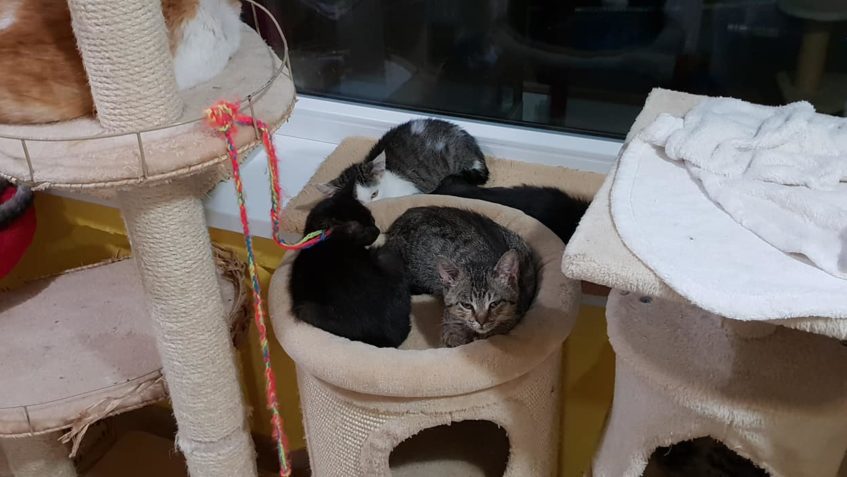 VEČERNÍ KOTĚCÍ VÁLENDO GRANDO...