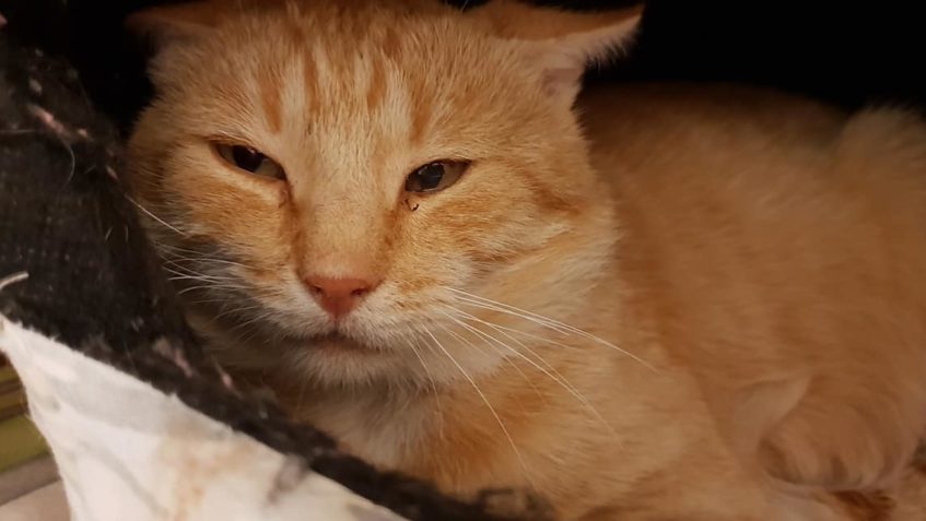 VČERA SE V RAČINĚVSI PODAŘILO ODCHYTIT PANA KOCOURA. ZŘEJMĚ ...