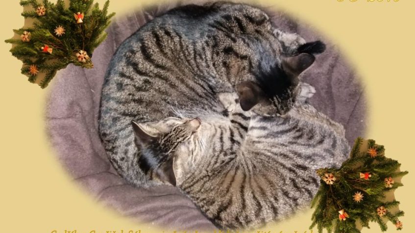 CEDŘÍK A CYPŘIŠEK POSÍLAJÍ VLASTNORUČNÍ PŘÁNÍ SLUNÍČKOVÝM PA...