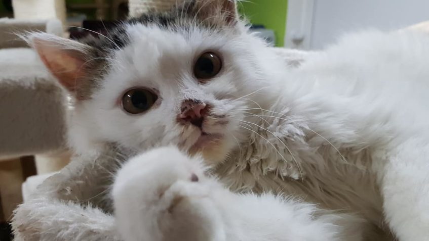 CUKŘÍK MÁ VANOČNÍ UKLID TAKŘÍKAJÍC "NA HÁKU"