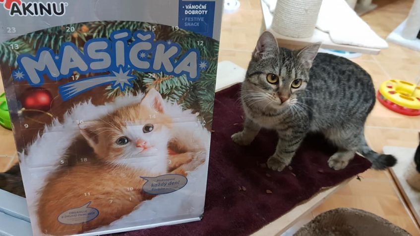 DALŠÍ VANOČNÍ DÁREK DOSTALA TA  NAŠE ZLOBIDLA  OD SLEČNY KAR...