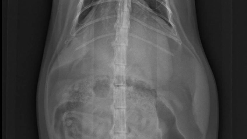 DALŠÍM  KDO JEŠTĚ ČEKÁ NA ÚŽASNÝ DÁREK  JE KOCOUREK DONIK...