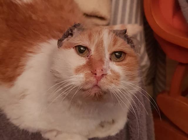 GARGAMEL  VEČEŘÍ BEZ LÍMCE A POZDRAVUJE  VŠECHNY PŘÍZNIVCE