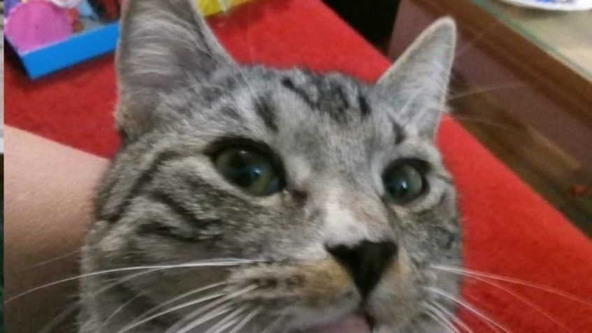 GREGOREK ALIAS DIESEL PŘEJE POHODOVÝ ADVENT...