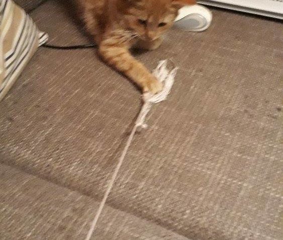 Jak se má kotě plašánek Fufík v novém domově? Báječně, má sk...