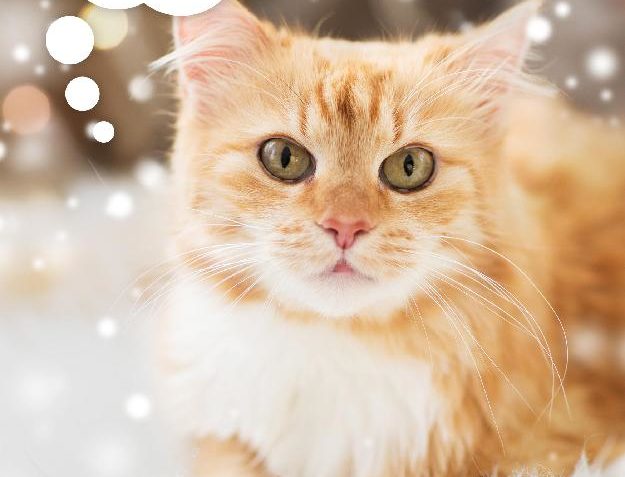 Již 15.12. vypukne další kolo největší charitativní sbírky K...