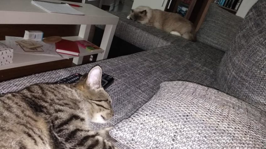 KRÁSNÝ PŘÍBĚH  Z DOMOVA OD MAREČKA  TEĎ UŽ RONA /RONÍKA /RON...