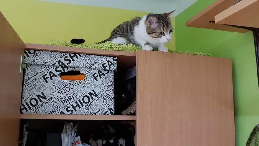 LUKY A MAŠLIČKA SI NAŠLI SCHOVKU VE SKŘÍNI  UMÍ SI JI OTEVŘÍ...