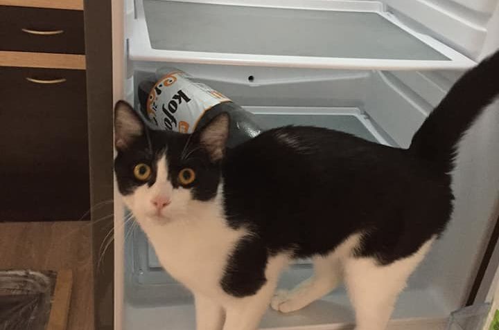 SCAR alis MILOUŠEK...