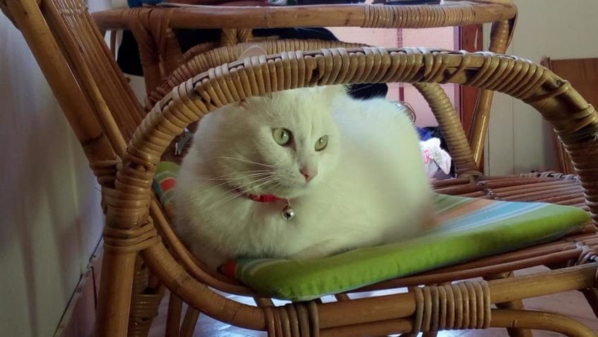 SNĚHULKA  (v útulku Kateřina) – DVA ROKY KOČKOVÁNÍ...