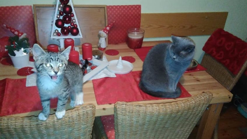 U CUKŘÍKA  UŽ JE TAKE NAZDOBENO A DOŽADUJI SE HNED  KAPŘIKA ...