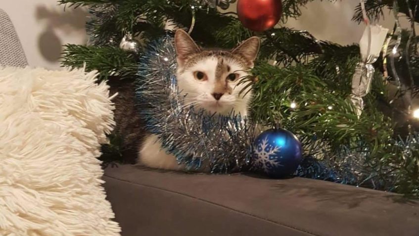 U VIKINKY UŽ JE NAZDOBENO