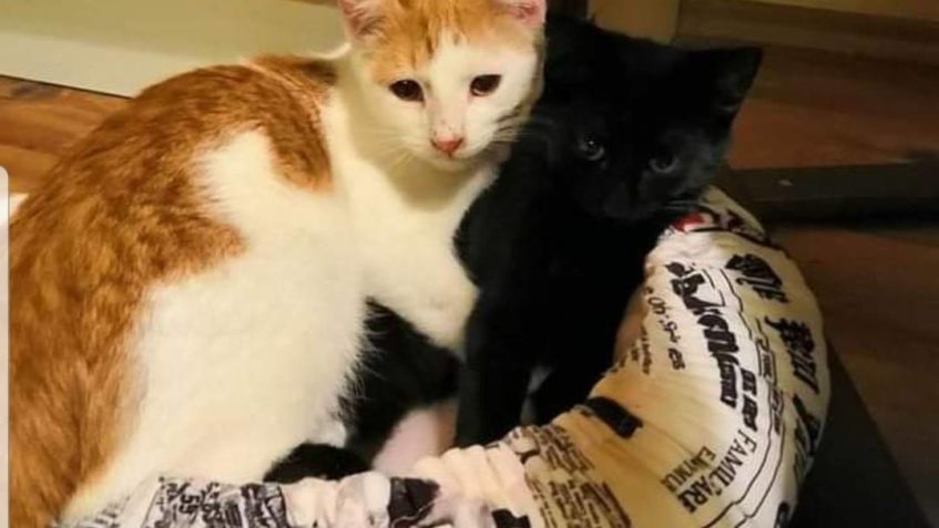 VAJO A KOLJA SE PRIPRAVUJI NA ŠTĚDRÝ DEN  a posílají pozdrav...