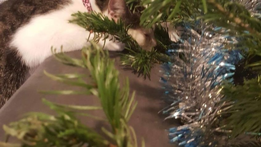 VIKINKU STROMEČEK BAVÍ  RADA U NĚJ SPÍ