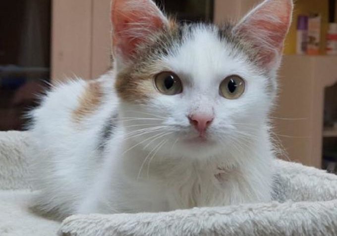 Vinnie ze Sluníčka - Kočičí přání