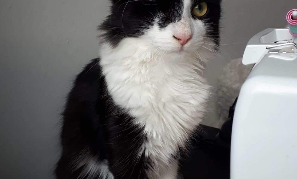 Z KOCOURKA OČKA ROSTE PĚKNÝ FEŠÁK...