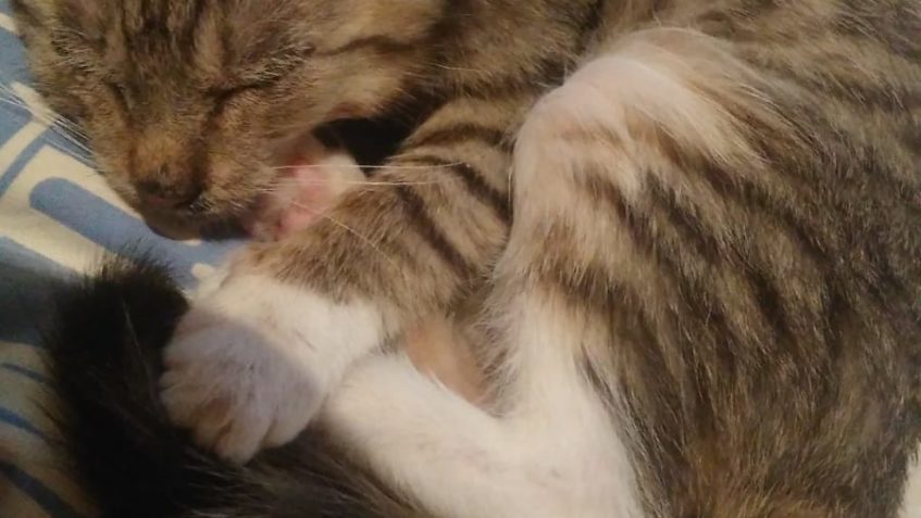 Z nového domova o "plachém" Čedárkovi, nyní Felixovi:...