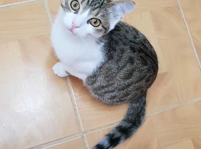 Zpravodajství do 22.12.2018...