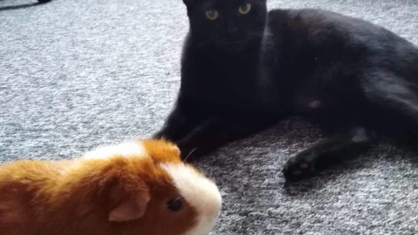 ČERTINKA A KAMARÁDI  Čertinko morčatka se nejí