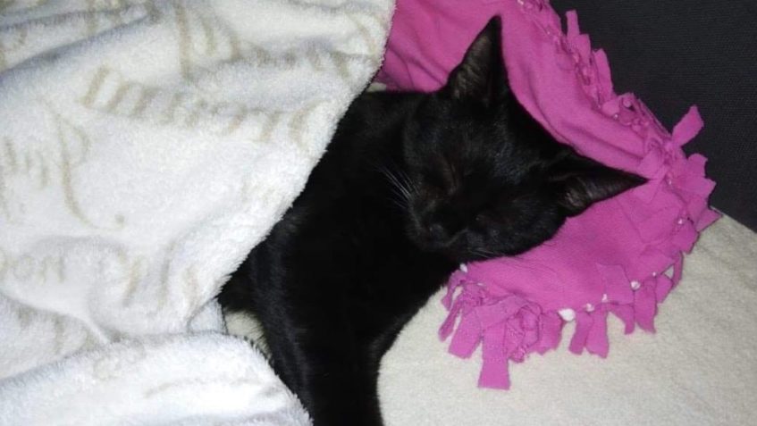 ČERTINKA NEMOHLA NAJÍT LEPŠÍ DOMOV...