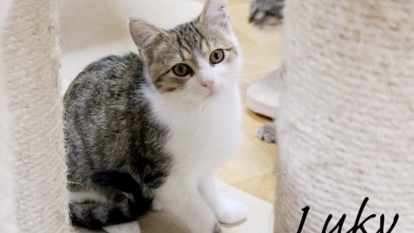 DNES NAŠEL NOVÝ DOMOV  I LUKY. NÁŠ KOČIČÍ PLAYBOY...