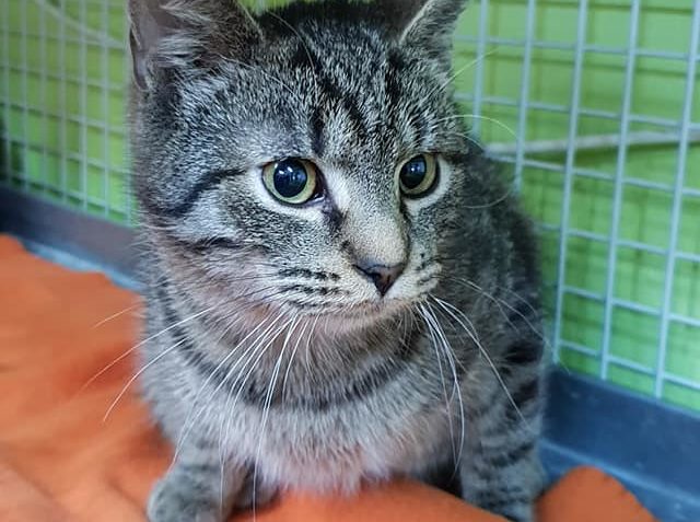 DNES NOVÝ PŘÍJEM, MLADÝ, MAZLIVÝ KOCOUREK z Židovic...