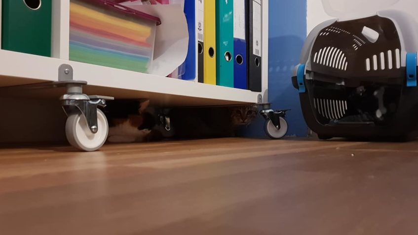 DOMŮ ODEŠEL SYČÍK...