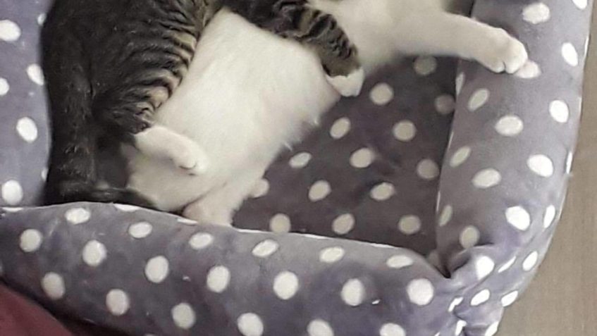 ERVINEK a OLIVER /IVISEK...