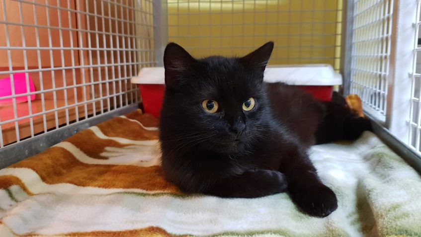 JAZZY  MÁ DNES VEČER  HLADOVKU...