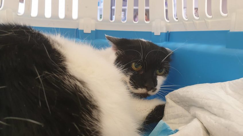 KALIMERO  alias pan neviditelný...