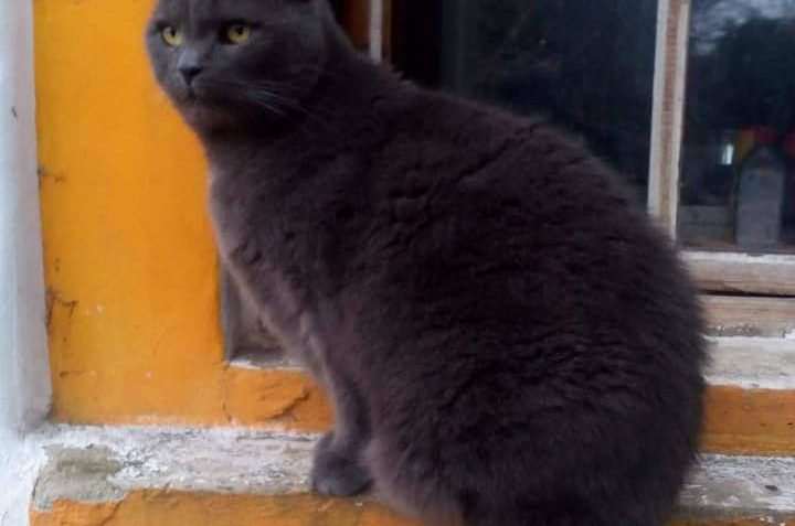 KOCOUR MIKEŠEK  POZDRAVUJE SLUNÍČKA...