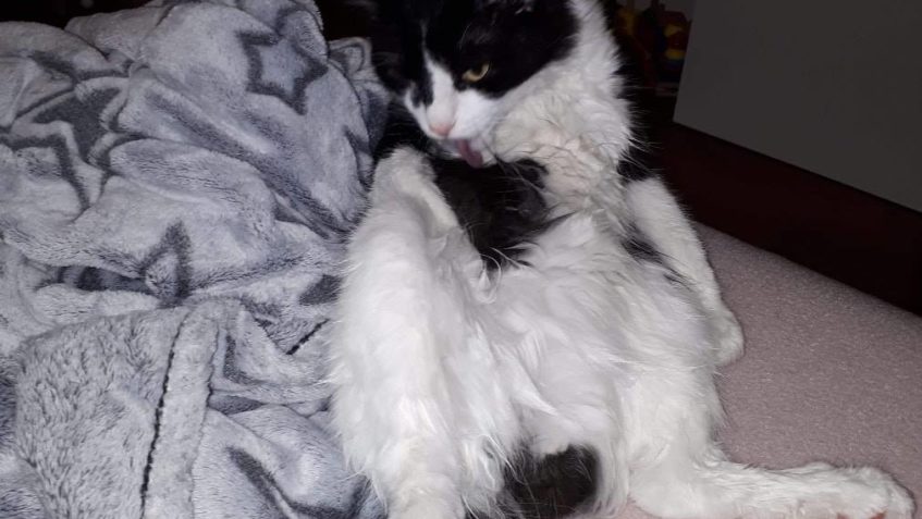 KOCOUREK OČKO , BOŽAN ,  O KTERÉM JSME PSALI VČERA,  MĚL NE...