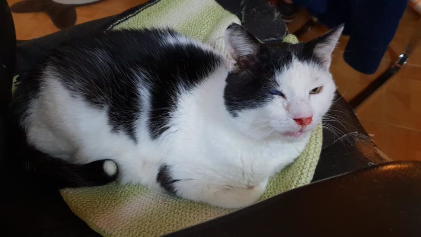 Kocourek ŠMUDLA  JE NA TOM OPĚT TROCHU HŮŘE, rýma se vleče  ...