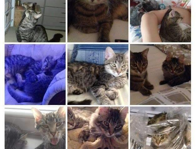 LUŽÍK alias JIMMY...