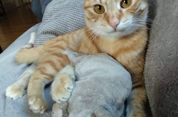 PO DELŠÍ DOBĚ MÁME ZPRÁVY Z DOMOVA  OD ALVINKA . MÁ SE TAM T...