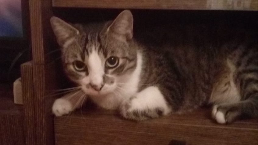 POZDRAV OD KOCOURKA NICKA  VŠEM SLUNÍČKŮM