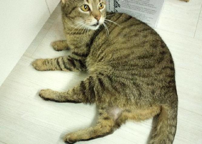 PROSÍME O SDÍLENÍ, ABYCHOM POMOHLI NAJÍT DOMOV KRÁSNÉ MOURYN...