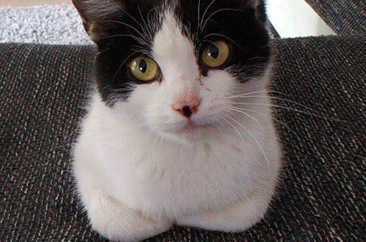 PROSÍME PODÍVEJTE SE V OKOLÍ PO KOČIČCE....