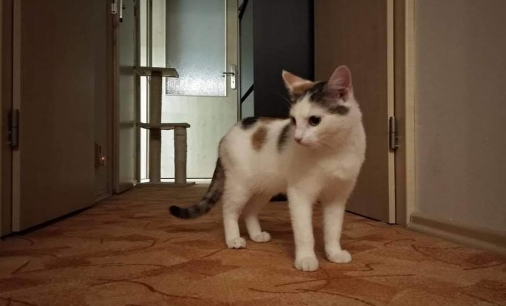 PRVNÍ DNY A CHVÍLE MALÉ VINNIE DOMA