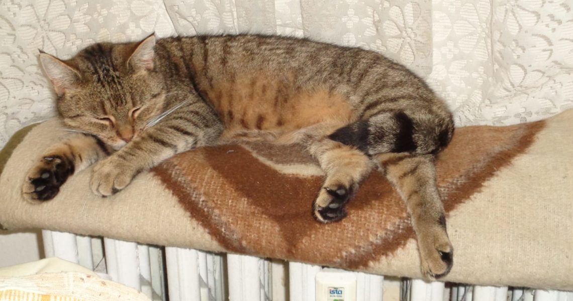 PŘED PÁR DNY U NÁS BYLA NÁVŠTĚVA , PŘIŠLA S JASNÝM CÍLEM.......